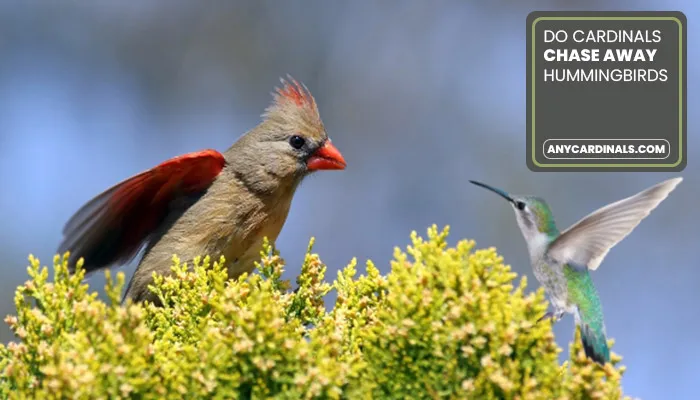Do Cardinals Chase Away Hummingbirds