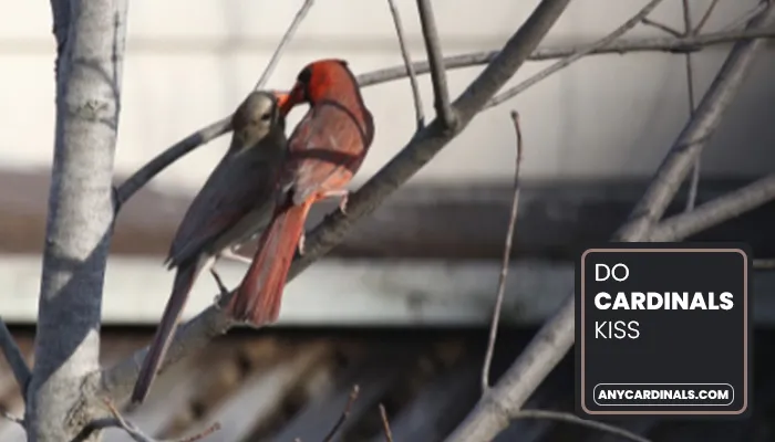 Do Cardinals Kiss