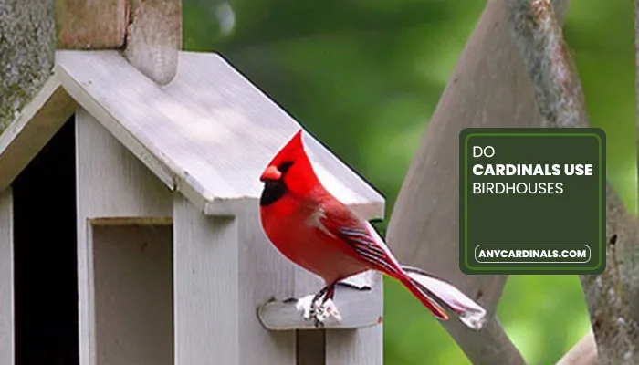 Do Cardinals Use Birdhouses