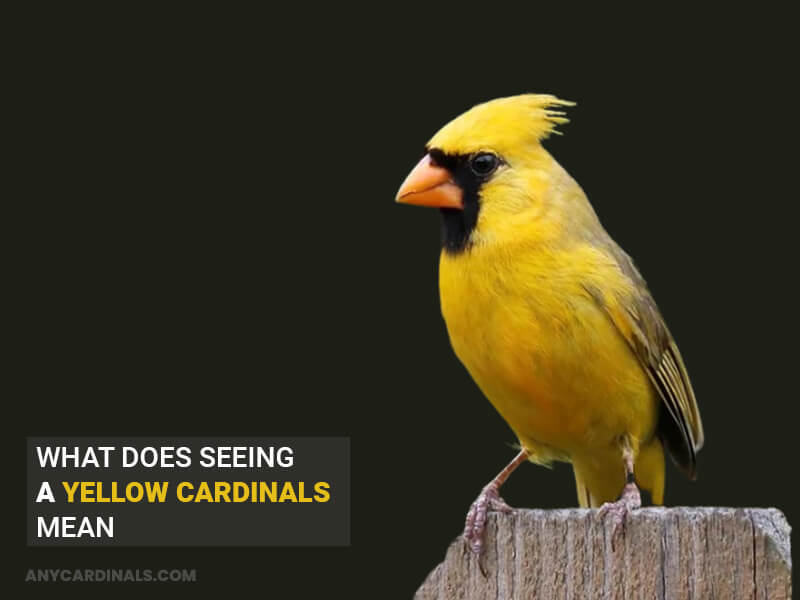 What Does Seeing A Yellow Cardinals Mean