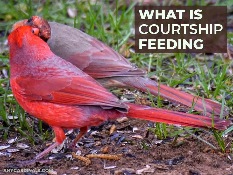 What Is Courtship Feeding