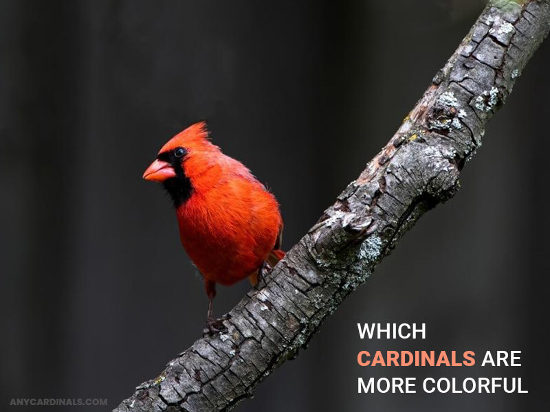 Which Cardinals Are More Colorful