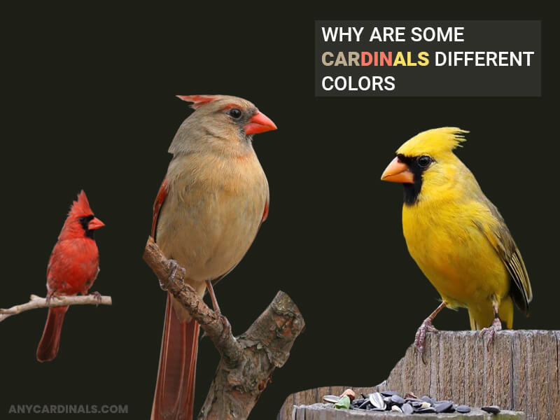 Why Are Some Cardinals Different Colors