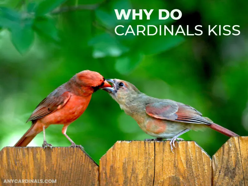 Why Do Cardinals Kiss