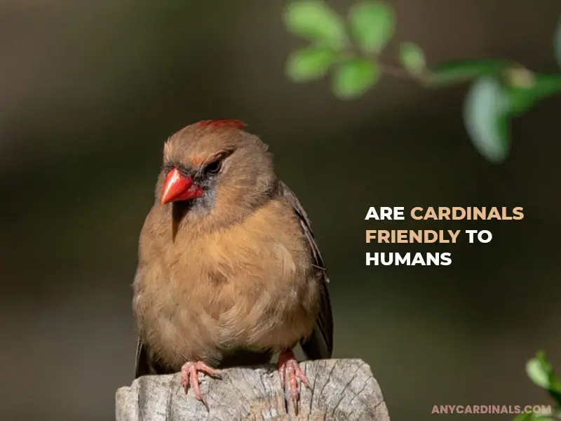 Are Cardinals Friendly To Humans