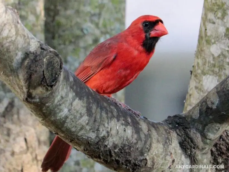 Are Cardinals Red Or Orange