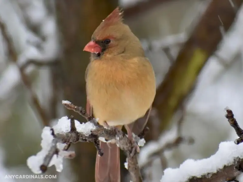Are Female Cardinals Orange