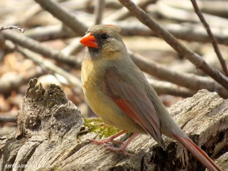Do All Female Cardinals Have Orange Beaks