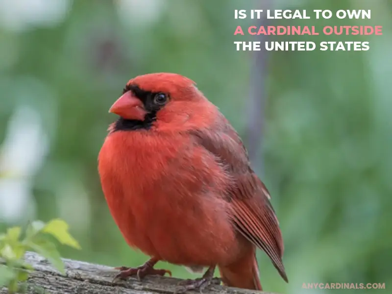 Is It Legal To Own A Cardinal Outside The United States