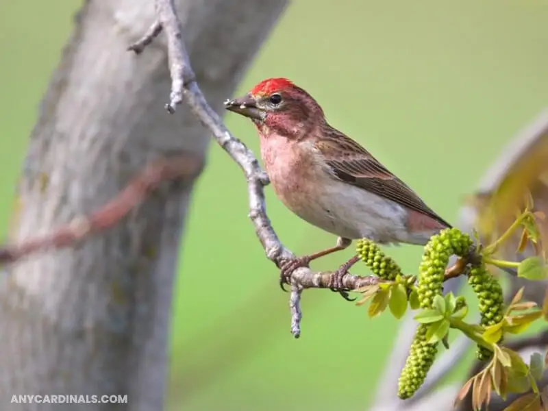 What Birds Look Like An Orange Cardinal