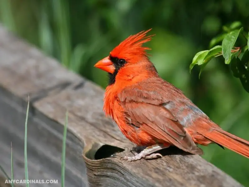 What Does It Mean When You See An Orange Cardinal