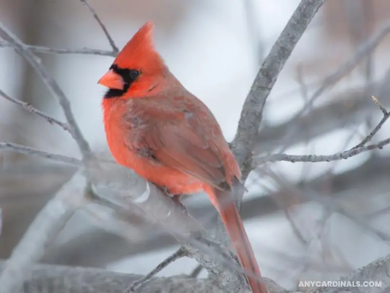 Why Do Some Cardinals Look Orange