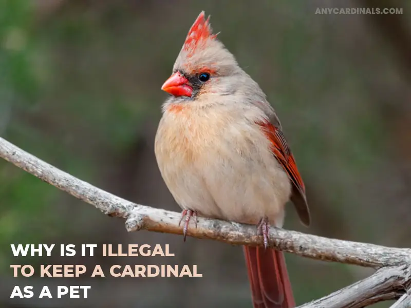 Why Is It Illegal To Keep A Cardinal As A Pet?