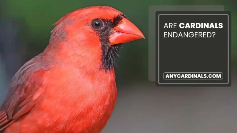 Are Cardinals Endangered