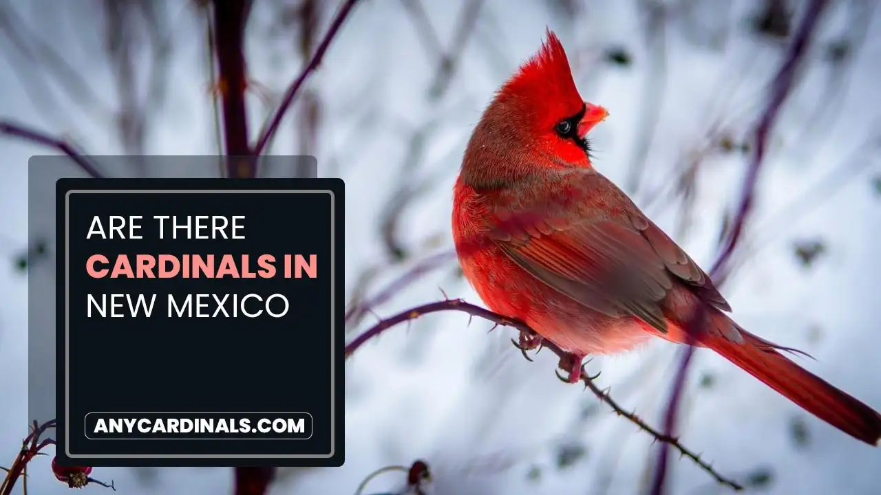 Are There Cardinals In New Mexico
