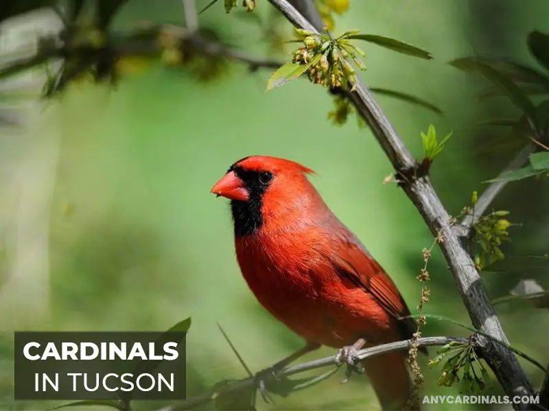Are There Cardinals In Tucson