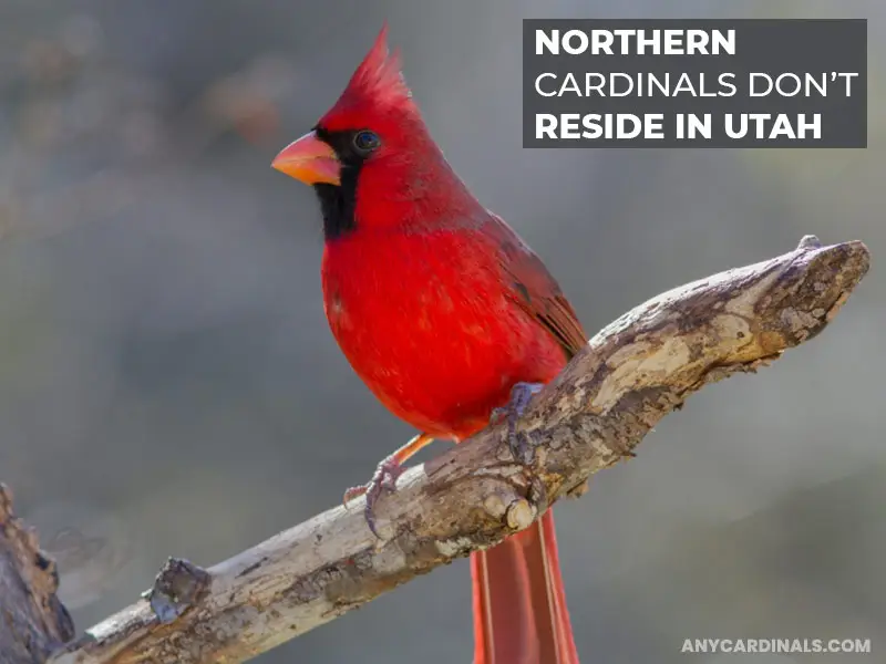 Are There Northern Cardinals In Utah
