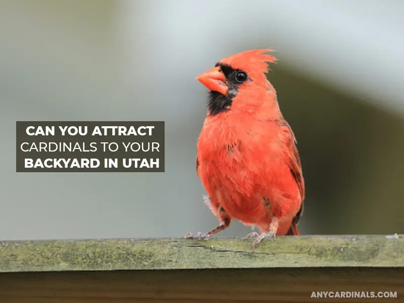 Can You Attract Cardinals To Your Backyard In Utah