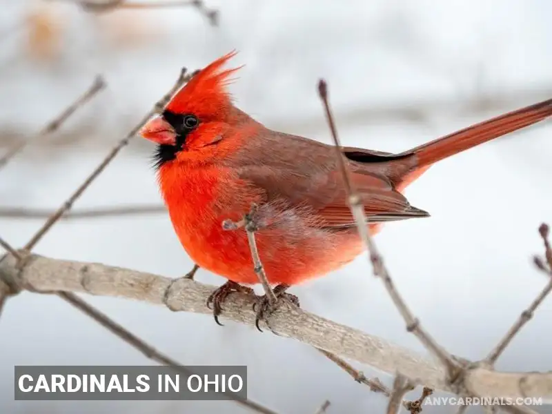 Are There Cardinals In All 50 States