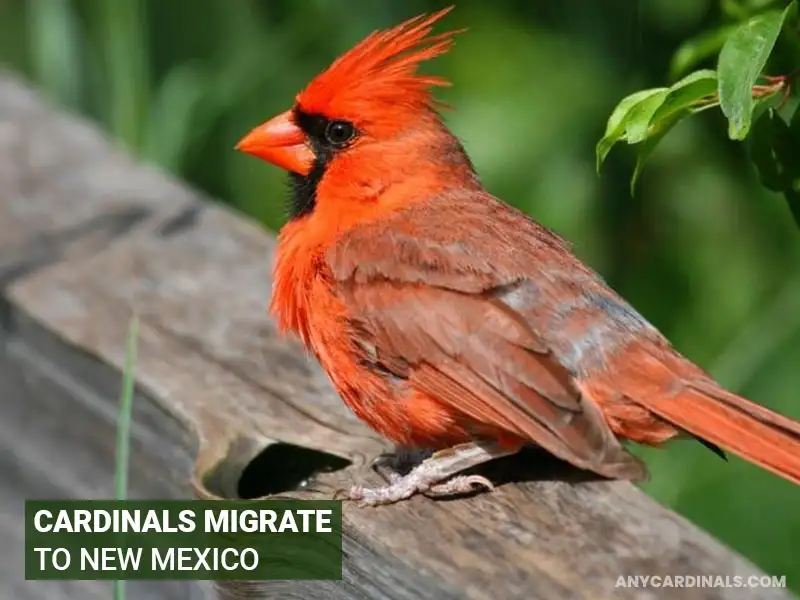 Do Cardinals Migrate To New Mexico