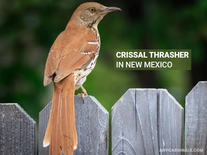 What Birds Can You Find In New Mexico