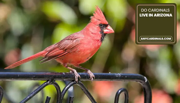 Do Cardinals Live In Arizona