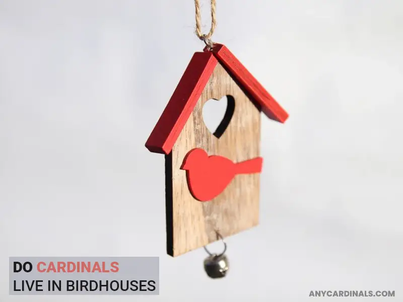 Do Cardinals Live In Birdhouses