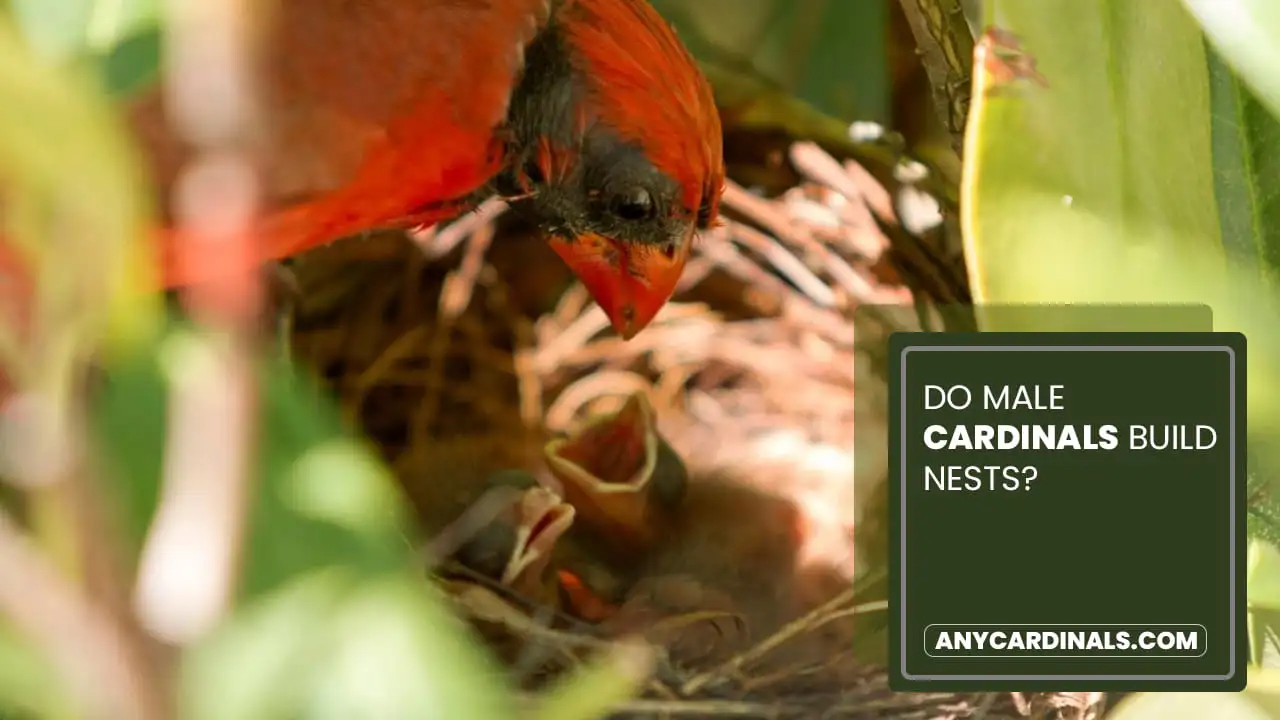 Do Male Cardinals Build Nests