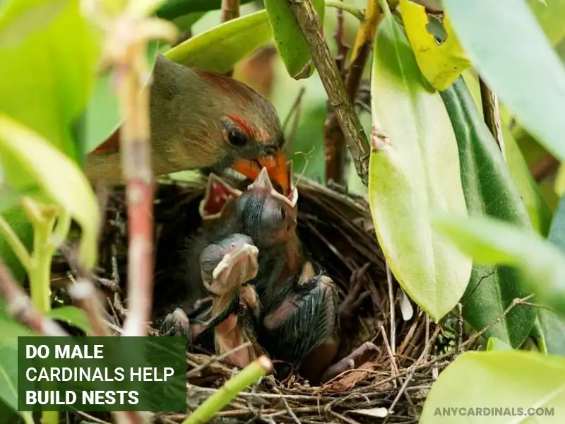 Do Male Cardinals Help Build Nests