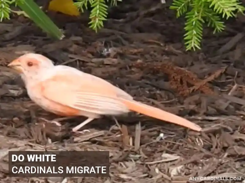 Do White Cardinals Migrate