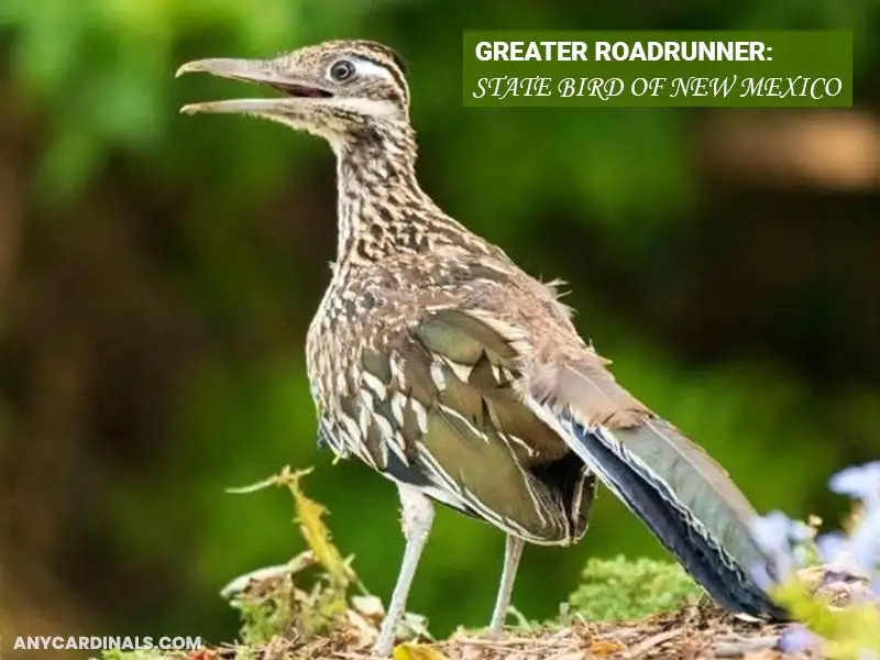 What Is The State Bird Of New Mexico