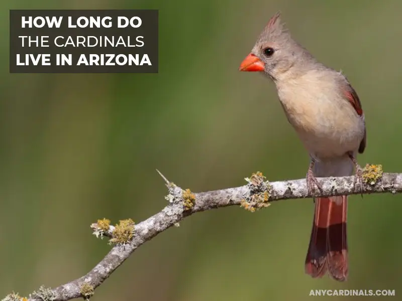 How Long Do The Cardinals Live In Arizona