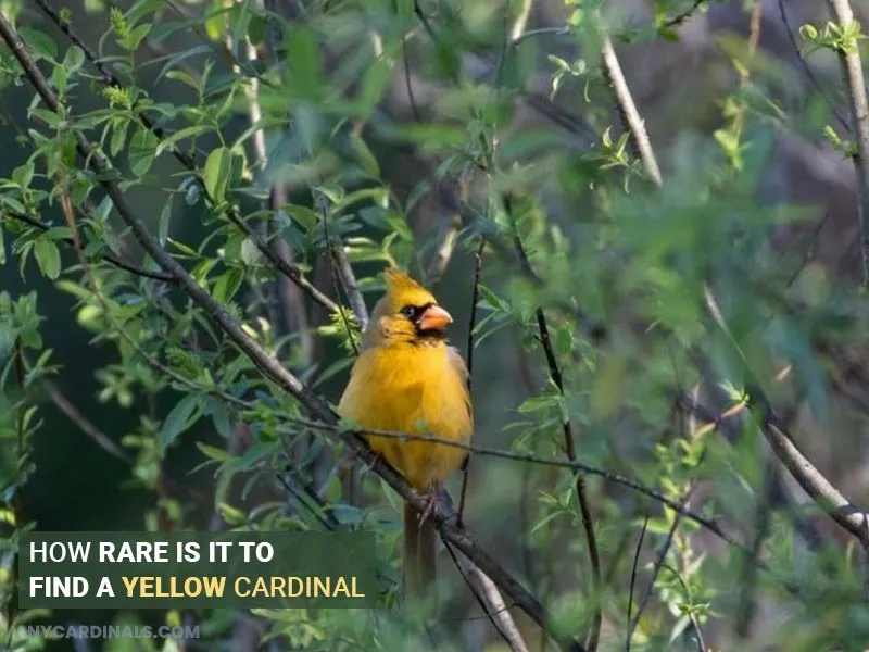 How Rare Is It To Find A Yellow Cardinal