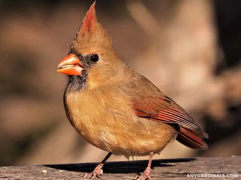 How Will The Ecosystem Be Affected If Cardinals Go Extinct