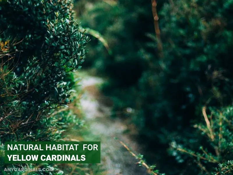 What Is The Natural Habitat Of The Yellow Cardinal