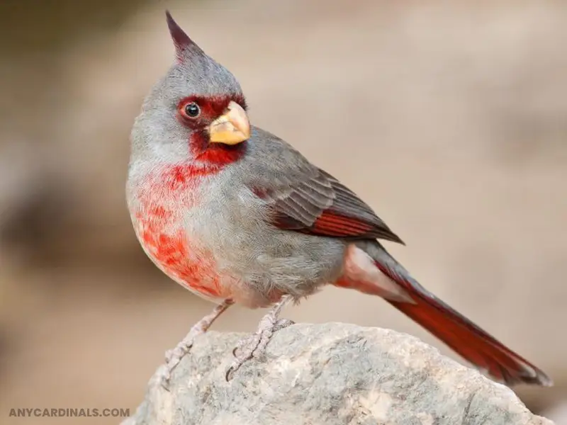 What Bird In Arizona Looks Like A Cardinal