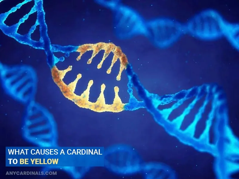 What Causes A Cardinal To Be Yellow