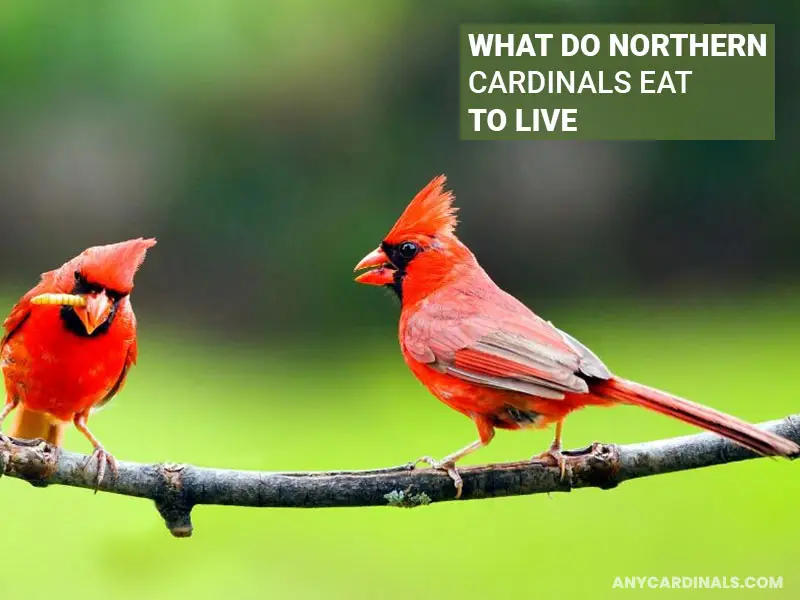 What Do Northern Cardinals Eat To Live