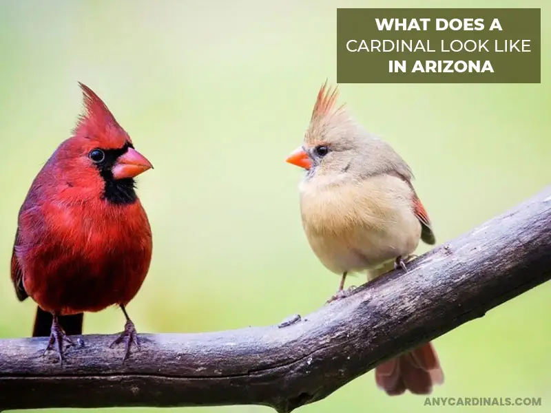 What Does A Cardinal Look Like In Arizona