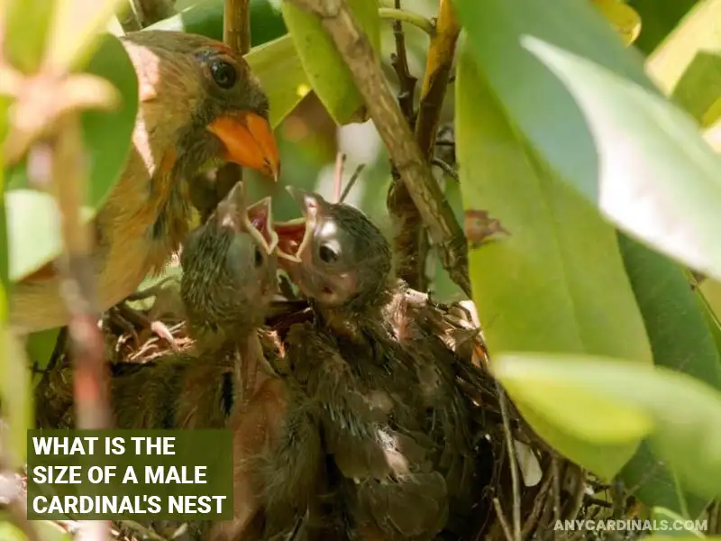 What Is The Size Of A Male Cardinal's Nest