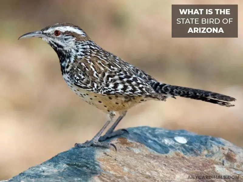 What Is The State Bird Of Arizona