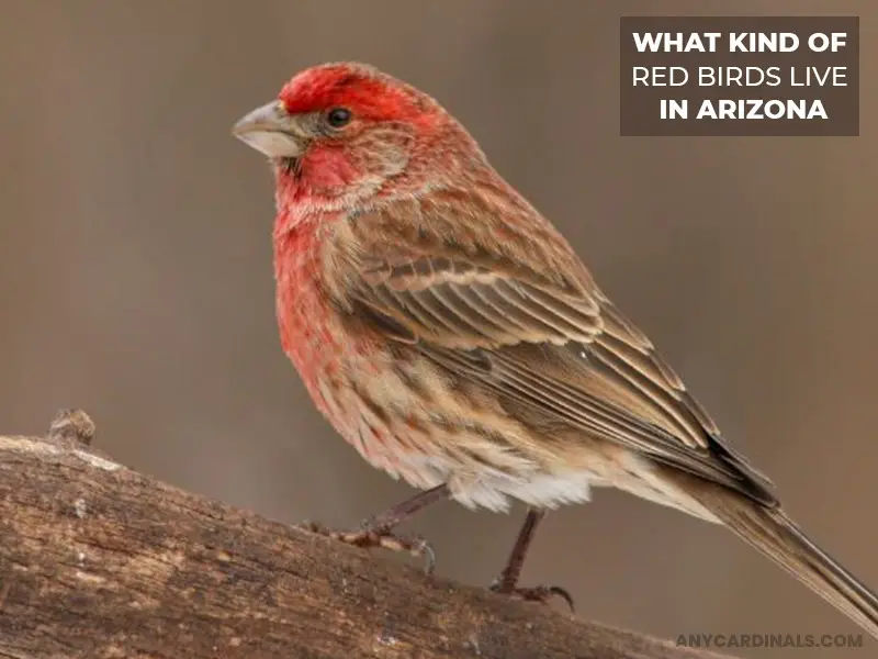 What Kind Of Red Birds Live In Arizona