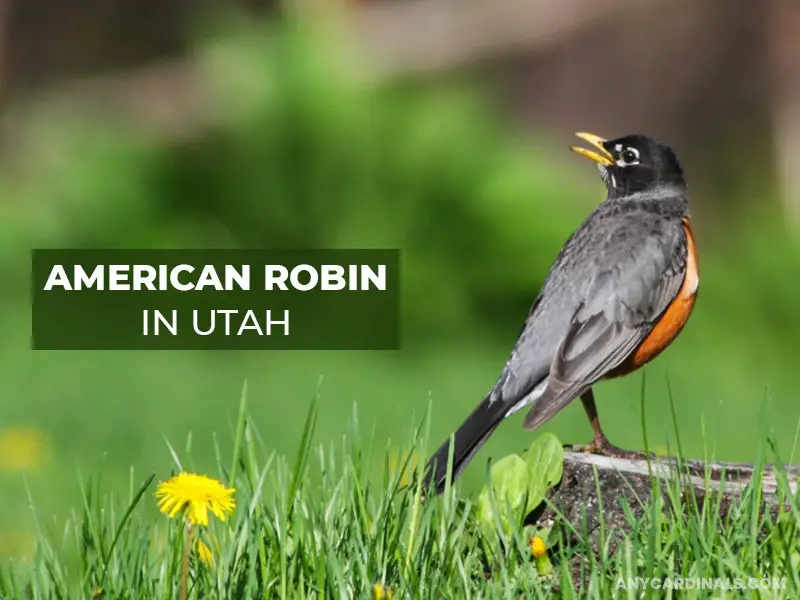 What Other Birds Can You Find In Utah
