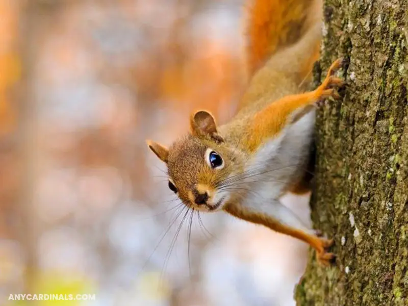 What Predators Do Northern Cardinals Have