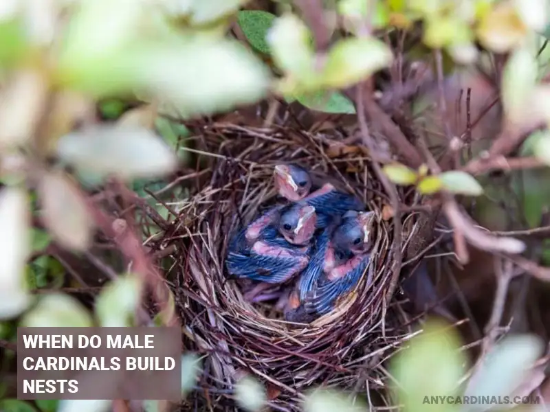 When Do Male Cardinals Build Nests