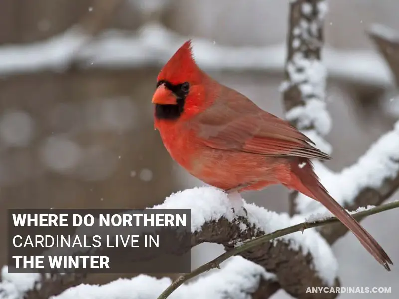 Where Do Northern Cardinals Live In The Winter