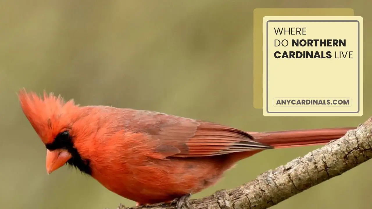 Where Do Northern Cardinals Live