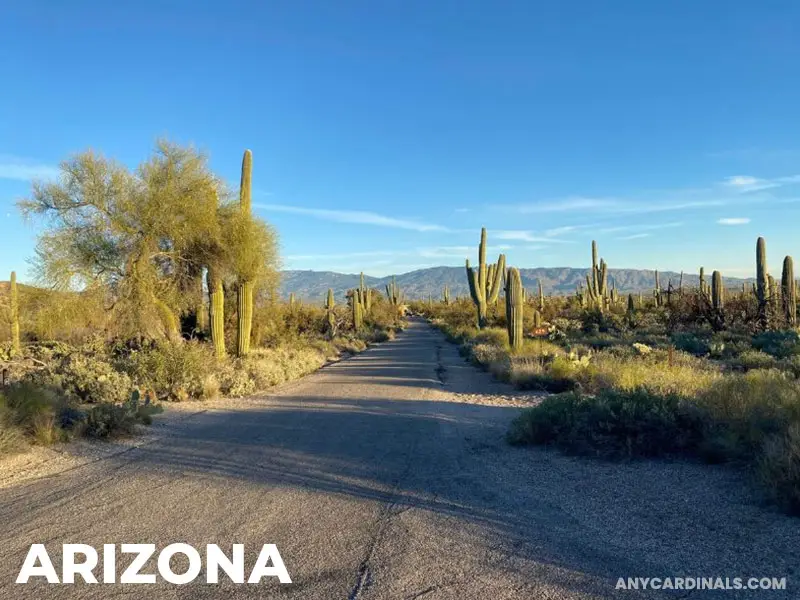 Where Do The Cardinals Live In Arizona