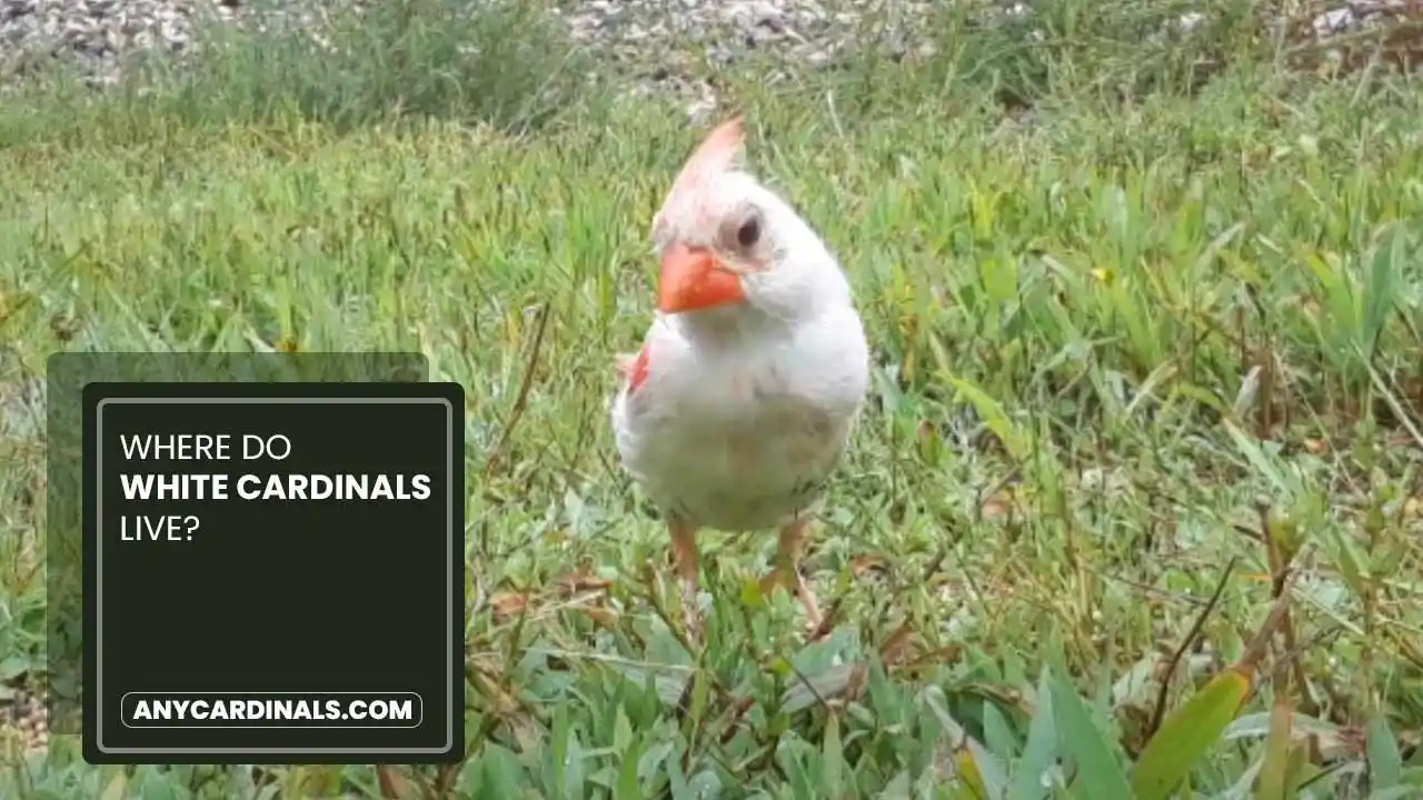 Where Do White Cardinals Live