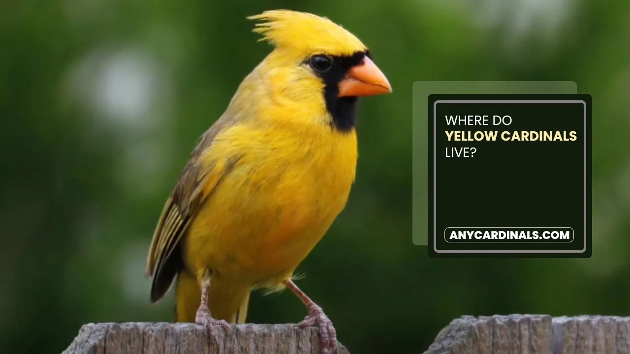 Where Do Yellow Cardinals Live